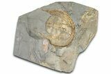 Giant Trinucleid Trilobite (Declivolithus) With Cyclopyge #363232-1